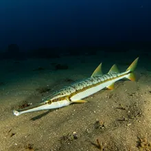 Narrowsnout Guitarfish, Male