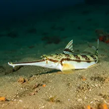 Narrowsnout Guitarfish, Young