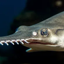 Narrowsnout Sawfish, Close up