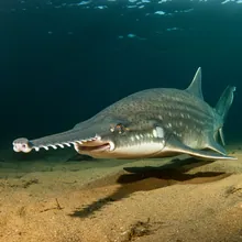 Narrowsnout Sawfish, Female