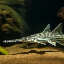 Narrowsnout Sawfish, Young