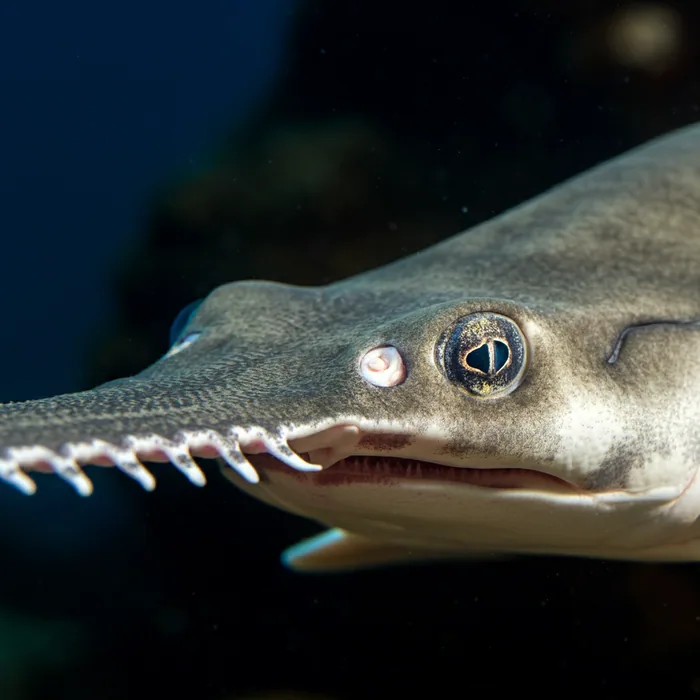 Narrowsnout Sawfish