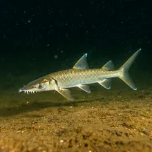 Narrowtooth Sawfish, Young
