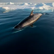 Narwhal, Male