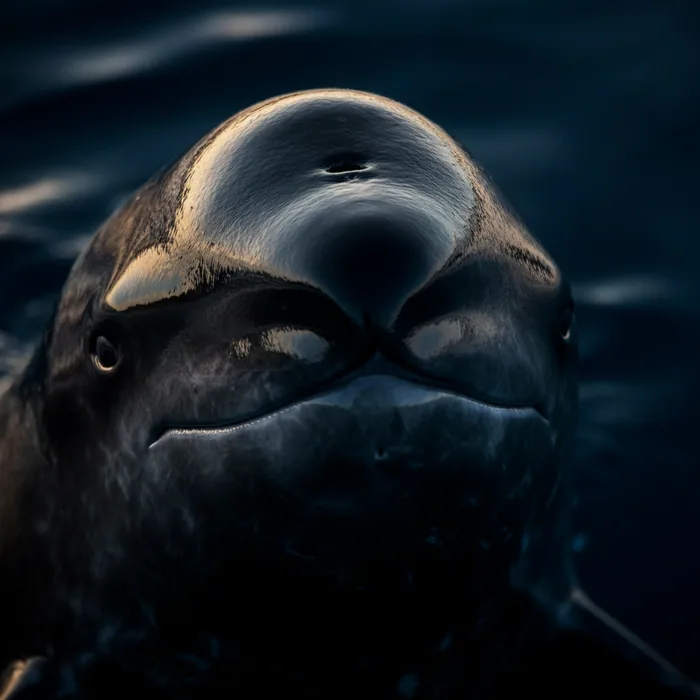 NARWHAL