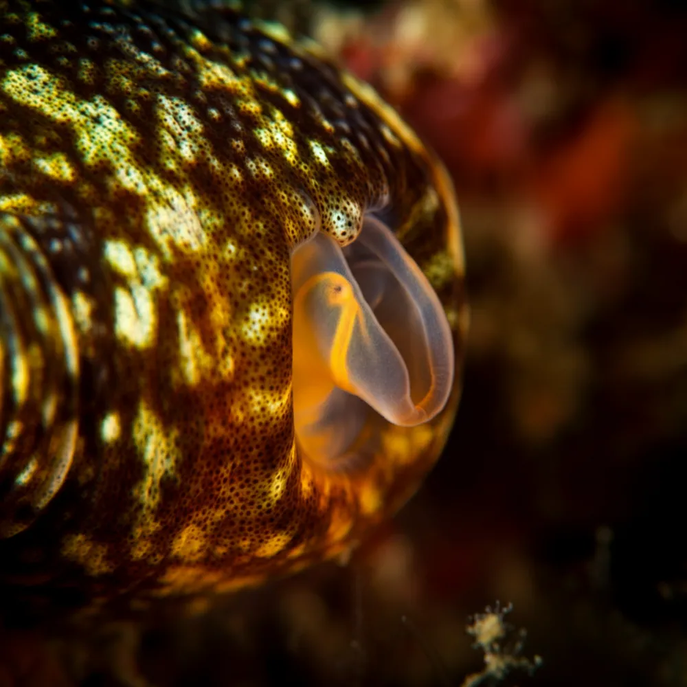 Natal Shellfish