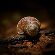 Natal Shellfish, Female