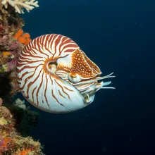 Nautilus pompilius, Female