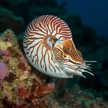 Nautilus pompilius, Male