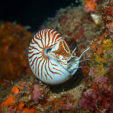 Nautilus pompilius, Young