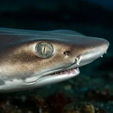 New Caledonia Shyshark, Close up