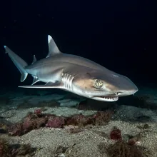 New Caledonia Shyshark, Female