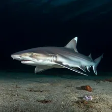 New Caledonia Shyshark, Male