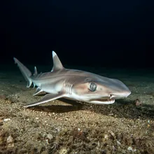 New Caledonia Shyshark, Young