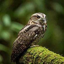 New Caledonian Owlet-nightjar, Female