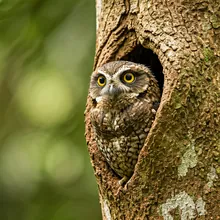 New Caledonian Owlet-nightjar, Young