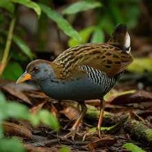 New Caledonian Rail, Female