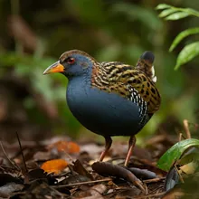 New Caledonian Rail, Male