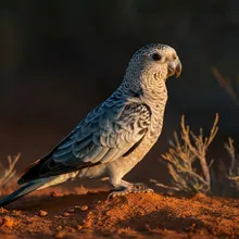 Night Parrot, Female