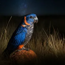 Night Parrot, Male