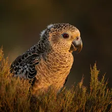 Night Parrot, Young