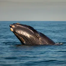 North Atlantic Right Whale, Female