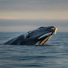 North Atlantic Right Whale, Male