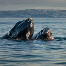North Atlantic Right Whale, Young