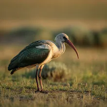 Northern Bald Ibis, Female