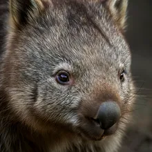 Northern Hairy-nosed Wombat, Close up