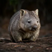 Northern Hairy-nosed Wombat, Young