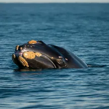 Northern Right Whale, Male