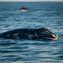 Northern Right Whale, Young