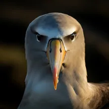 Northern Royal Albatross, Close up