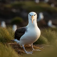 Northern Royal Albatross, Female