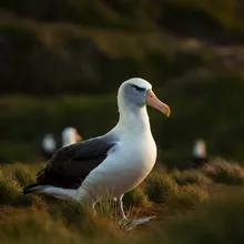 Northern Royal Albatross, Male