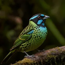 Nukupuu, Male