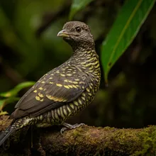 Nukupuu, Young