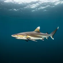 Oceanic Whitetip Shark, Female