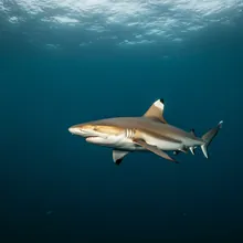 Oceanic Whitetip Shark, Young