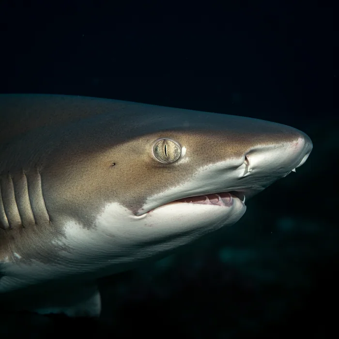 Oceanic Whitetip Shark