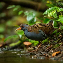 Okinawa Rail, Female