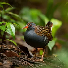 Okinawa Rail, Male