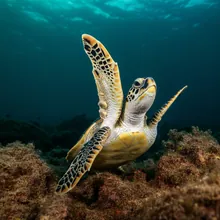 Olive Ridley Sea Turtle, Young