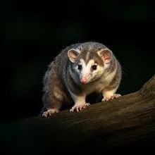Opossum, Female