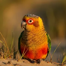 Orange-bellied Parrot, Female