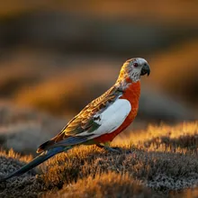Orange-bellied Parrot, Male