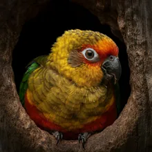 Orange-bellied Parrot, Young
