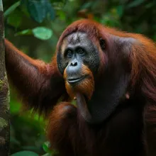 Orangutan, Male