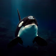 Orca, Female